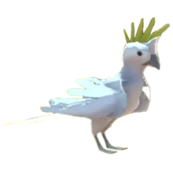 Cockatoo