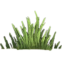 Fir Grass