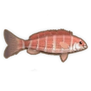 Banded Morwong