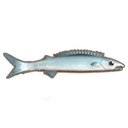 Barracuda