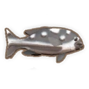 Black & White Snapper