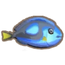 Blue Tang