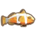 Clown Fish
