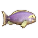 Eyestripe Surgeonfish