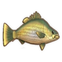 Golden Perch