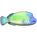 Humphead Wrasse