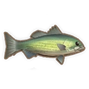 River Bass