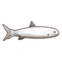 Tarpon