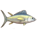 Yellowfin Tuna