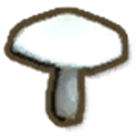 Field Mushroom