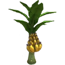 Banana Tree
