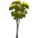 Gum Tree