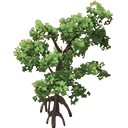 Mangrove Tree