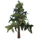 Pine Tree
